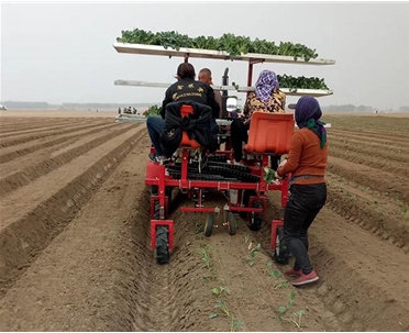 兩行菜花移栽機(jī)